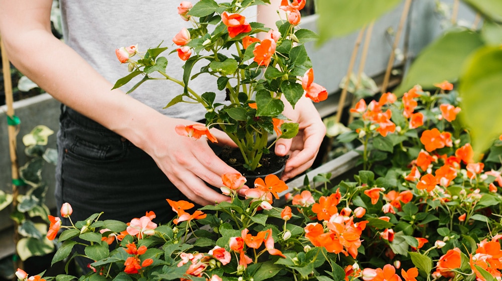 Choisir des fleurs pour une jardinière