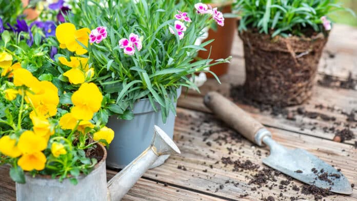 Quelles fleurs choisir pour une jardinière réussie ?