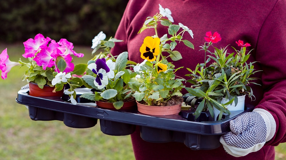 Planter les fleurs d'une jardinière